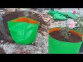 garden update spicy chilli harvest நம்ம தோட்டத்து புது வரவு fruits plant visukiruthi s kitchen