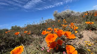 Antelope Valley Poppy Reserve 羚羊谷赏罂粟花一日游