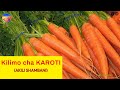 Kilimo cha Karoti (CARROT FARMING IN MAU NAROK, KENYA) || AKILI SHAMBANI