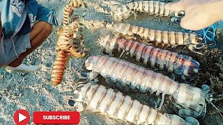 Perangkap Sederhana Udang Mantis _ Tidak Menyangka Dapat Banyak Mantis Jumbo