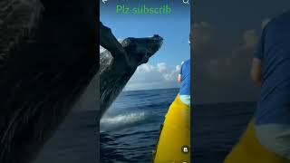 பெரிய திமிங்கலம் டைவ் அடிக்கும் காட்சி|Big whale dive scene|#shorts