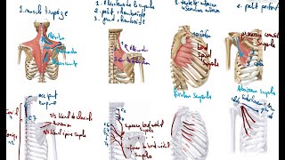 muscles de l'épaule anatomie 1ère année médecine cours 12