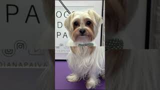 BIEWER TERRIER #biewerterrier #doggroominglife #dogs