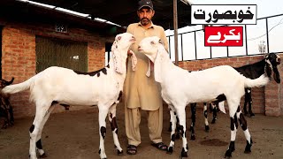 Beautiful Rajanpuri Ablak Goats Of Farukh Lahore 2021