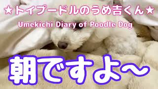 朝ですよ〜 ★トイプードルのうめ吉くん(893日目)★Umekichi Diary of Poodle Dog