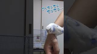 小さな救命士ぴっちゃんです🚑️隠しのぴっちゃんです🐦 #ぴっちゃん  #セキセイインコ