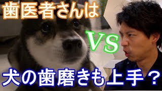 歯医者さんは犬の歯磨きも上手なのか？[English subtitled]柴犬,Shiba Inu,歯石,Tartar,鞑靼,Sarro,HACHI,शीबा इनु,,شبعا اينو