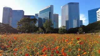 浜離宮恩賜庭園のキバナコスモス [4K] （東京都中央区）2022/10/2