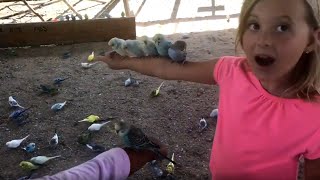 Little girls get covered with friendly birds