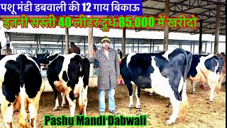 पशू मंडी डबवाली की 40 लीटर दूध वाली 10 गाय बिकाऊ 85,000रू दाम शुरूआतें Pashu Mandi Dabwali