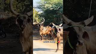 હા રાવતી હા ❤️🐄👌