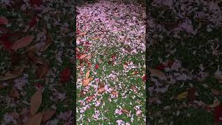 Cherry blossom 🌸 carpet 🎶ormakal..