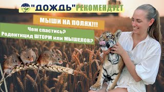 МЫШИ НА ПОЛЯХ!!! Чем спастись? Родентицид ШТОРМ или МЫШЕЛОВ?