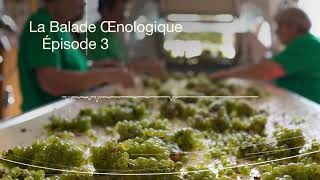 La 1ère balade œnologique en podcast à Chablis : les secrets de vinification