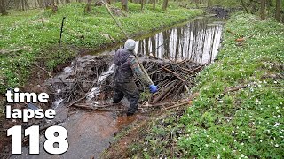 Manual Beaver Dam Removal No.118 - Time-Lapse Version