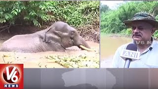 Injured Elephant Stuck In Waterhole For Past 5 Days | Guwahati | Assam | V6 News