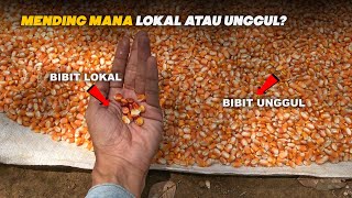 Lebih Pilih Mana Bibit Jagung Unggul Atau Bibit Jagung Lokal? #dayak #dayakkalbar