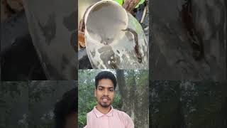 মাছ ধরার কি সম্ভব কৌশল খাটিয়ে ধরতেছে