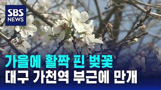 가을인데 활짝 핀 벚꽃…대구 가천역 부근 만개 '눈길' / SBS