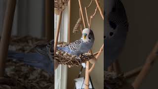 Budgie sounds | Cute Budgie parakeet singing in his swing