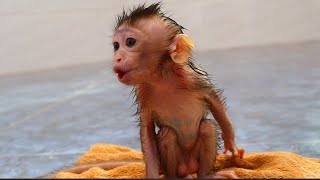 Skinny baby monkey crying loudly look so hungry milk