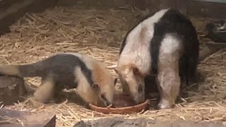 お母さんとご飯を食べる赤ちゃん【2023年8月30日】【上野動物園】ミナミコアリクイ