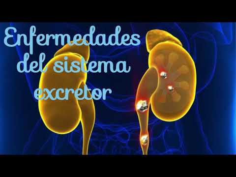 Enfermedades Del Sistema Urinario - YouTube