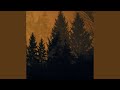 From Roots to Needles