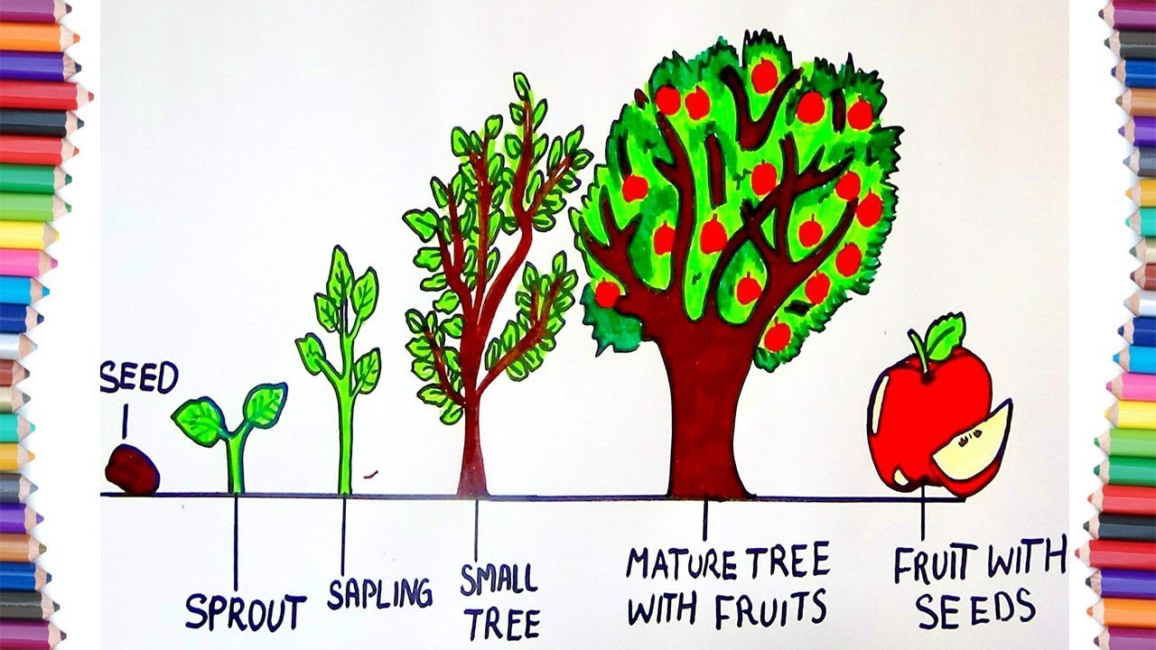 Tree Life Cycle Chart