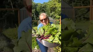 Beet harvest #gardening #gardeningvideos