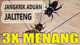 JANGKRIK ADUAN JALITENG TARUNG 3X MENANG