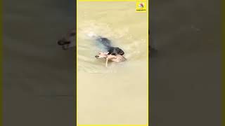 மானின் உயிரை காப்பாற்றிய நாய் | நெகிழ்ச்சி வீடியோ | Dog Viral Video | #Shorts