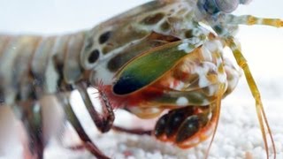 World's Fastest Punch | Slow Motion Mantis Shrimp | Earth Unplugged