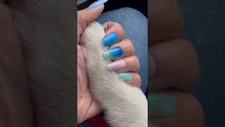 Puppy Paw Power 💅 #nails #nailart #fyp #shorts #viralvideo #puppy #dog