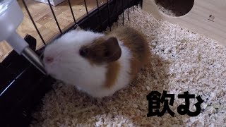 モルモット水を飲む　 Guineapig drink water