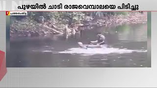 മരത്തിൽ നിന്നും പുഴയിലേക്ക് ചാടിയ രാജവെമ്പാലയെ അതിസാഹസികമായി പിടികൂടി RRT സംഘം | RRT |King Kobra