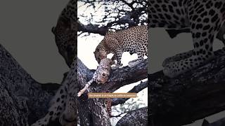 Leopard Ambushes Cheetah in Shocking Predator Showdown!