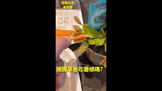 124v1 捕蠅草會吃薯條嗎？我領養了一株捕蠅草回家 --- 投笔从农朱叫兽 365挑战之124v1