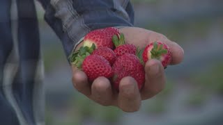 Texas farm discovers winter's magic in sweetest strawberries yet