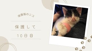 新しい遊びを覚えた子猫【保護猫のニコ】