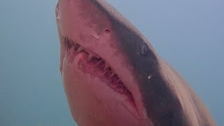Close Encounter with Grey Nurse Shark Teeth!