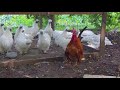 roosters crowing in fast forward rooster crowing 100% faster