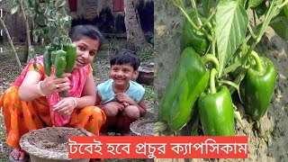 টবেই হবে প্রচুর ক্যাপসিকাম,অতি সহজেই /Easily grow at home capsicum