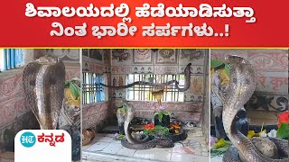 Snake in temple viral video:ಶಿವ ಮಂದಿರದಲ್ಲಿ ಹೆಡೆಯೆತ್ತಿ ನಿಂತು ಅಚ್ಚರಿ ಮೂಡಿಸಿದ ಭಾರೀ ಸರ್ಪಗಳ ವಿಡಿಯೋ ವೈರಲ್