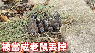 A nest of birds was thrown away as a mouse. The young man saved them urgently when he learned of it