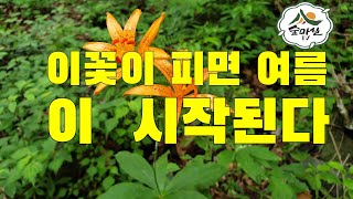 하늘말나리   야생화  산림 임업  농업 약초   귀농 귀촌  산야초