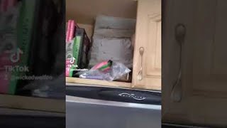 Sneaky Kitty Finds Secret Tunnel Into Snack Cupboard || ViralHog