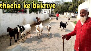 Malwa bakre heavy weight in Bhopal | pure Malwa female