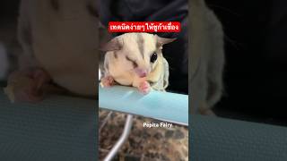 เทคนิคง่ายๆให้น้องชูก้าเชื่อง😳 #ชูการ์ไกรเดอร์ #sugarglider #shorts