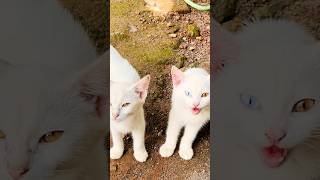 Odd eyes cat 👀ആരാ ഇത് #short #trending #oddeyecat